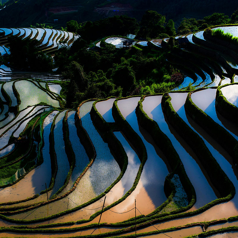 yunnan's terraced fields